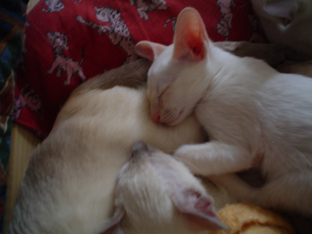 DSC01779.JPG